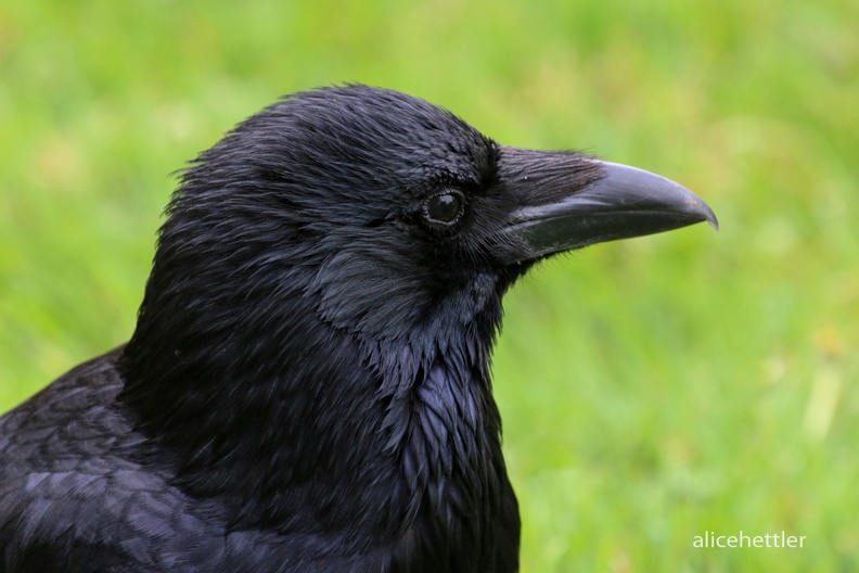 Kolkrabe (Corvus corax)